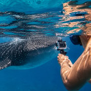 Oslob: Whale Shark Swimming, Inambakan Falls & Moalboal Tour Oslob: Whale Shark Swimming, Inambakan Falls & Moalboal Tour