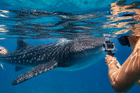 Cebu: Oslob Whale Shark Swimming Experience with Transfer