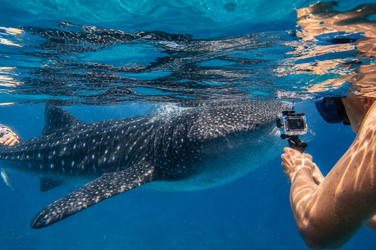 Cebu: Oslob Whale Shark Swimming Experience with Transfer