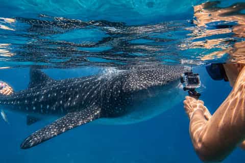 Oslob: Whale Shark Swimming, Inambakan Falls & Moalboal Tour - Image 3