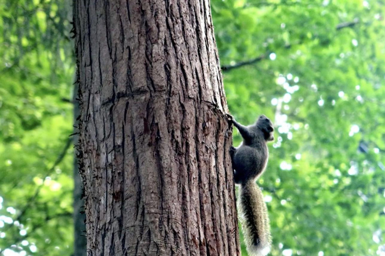 From Shanghai: West Lake Hiking Day Trip with Longjing Tea private tour option