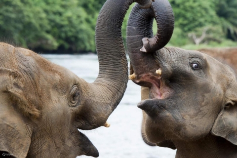 From Kandy: Sigiriya/Dambulla and Minneriya Park Safari