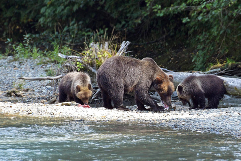 Campbell River: Grizzly Bear Expedition with Lunch