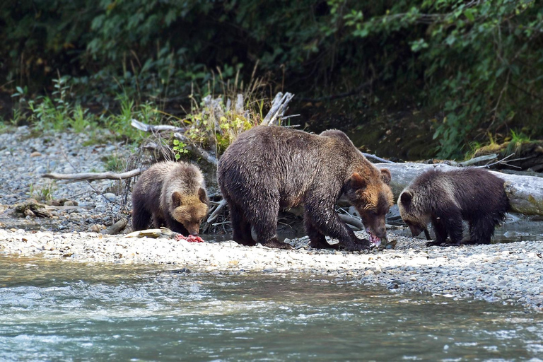 Campbell River: Grizzly Bear Expedition with Lunch