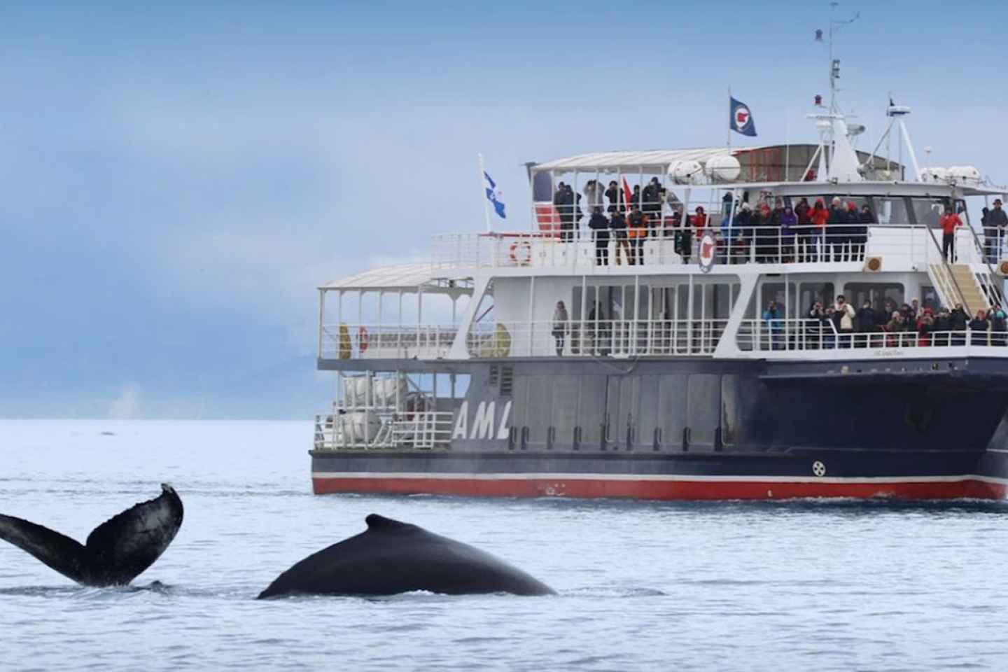 Ab Baie-Sainte-Catherine: Whale-Watching-Tour