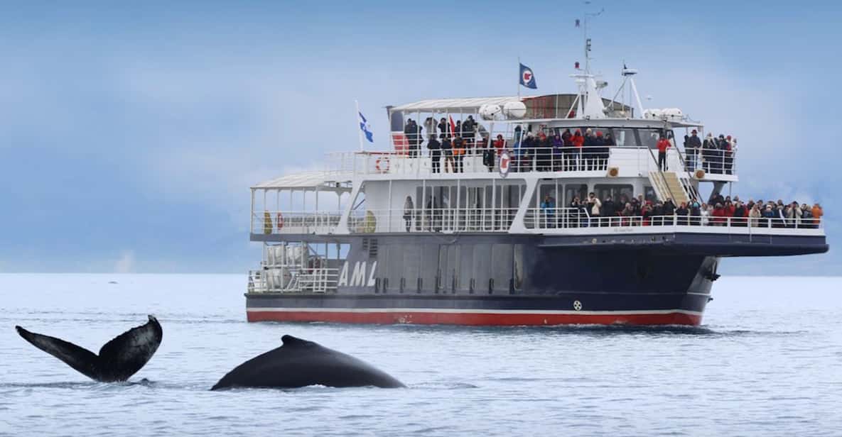 Tadoussac or BaieSainteCatherine Whale Watching Cruise GetYourGuide