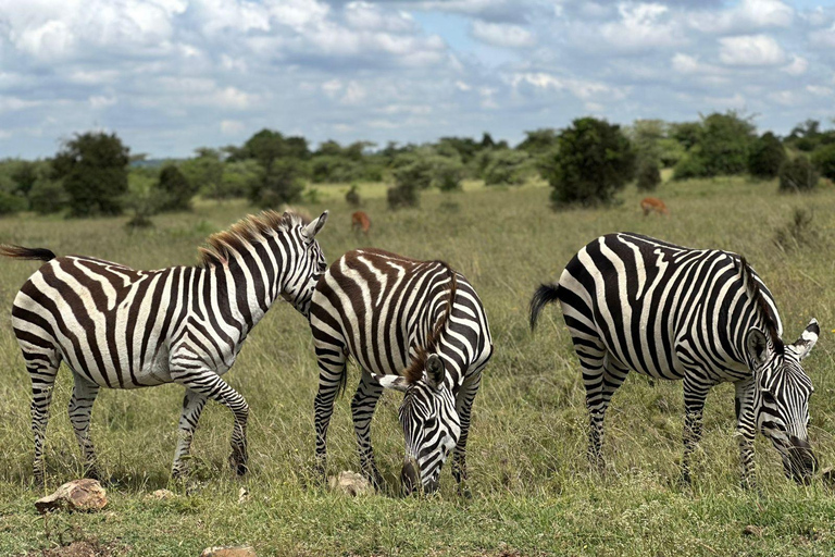Nairobi National Park Safari 4x4 Car–Personalized Experience Shared Guided Game Open roofed 4x4 Van