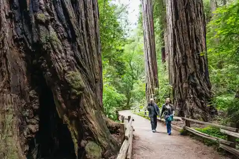 San Francisco: Muir Woods, Sausalito und SF Bay Cruise