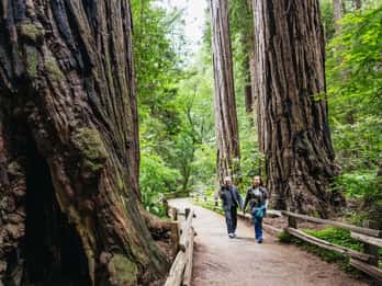 San Francisco - en kryssning Muir Woods, Sausalito och kryssning i SF-bukten