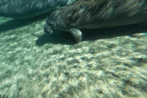 Silver Springs: Manatees, Monkeys, and Natural Spring Tour Luxury Wood Paddle Boards