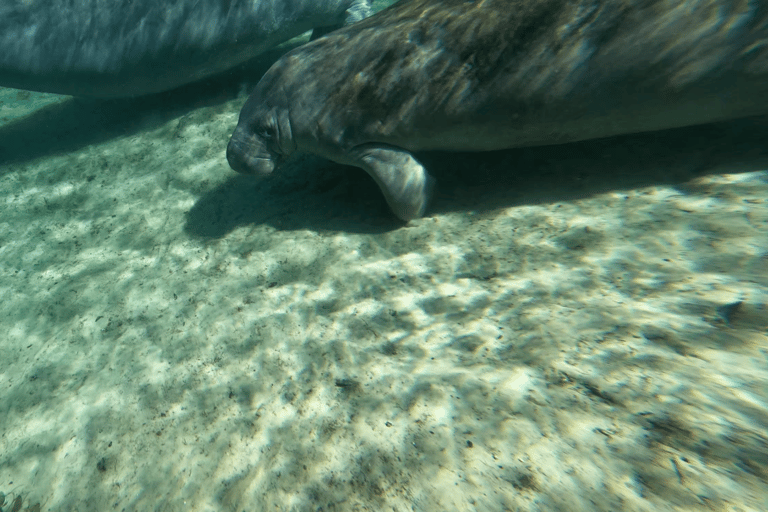 Silver Springs: Manatees, Monkeys, and Natural Spring Tour Luxury Wood Paddle Boards