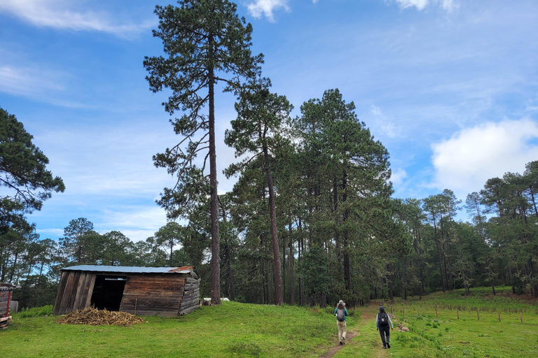 2-Day Sierra Norte Cloud Forest Adventure