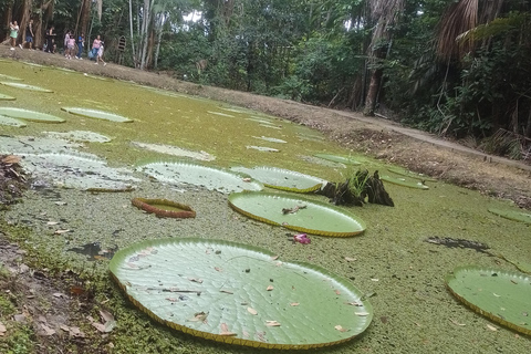 Prywatna wycieczka Musa Tour (ogród botaniczny)Wycieczka do Musa (ogród botaniczny Museu da Amazônia)