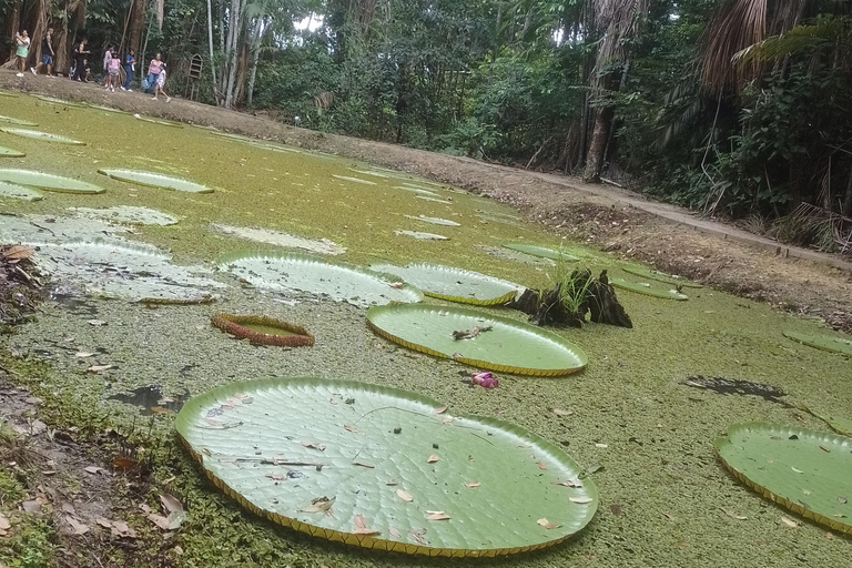 Prywatna wycieczka Musa Tour (ogród botaniczny)Wycieczka do Musa (ogród botaniczny Museu da Amazônia)