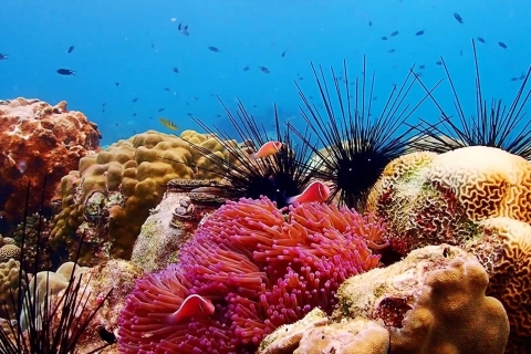 Experiencia en la Isla de Nemo con fotos con dron y almuerzoCompartir Van Pattaya