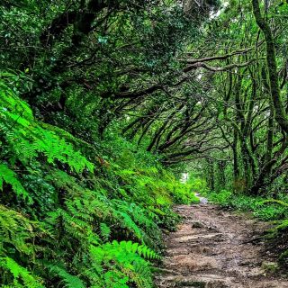 Teneriffa: Private Tour zum Landschaftspark Park Anaga
