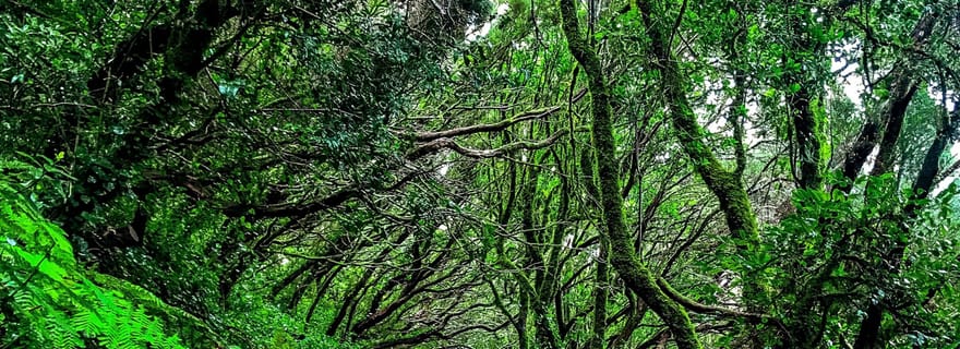 Tenerife : visite privée du parc rural d'Anaga