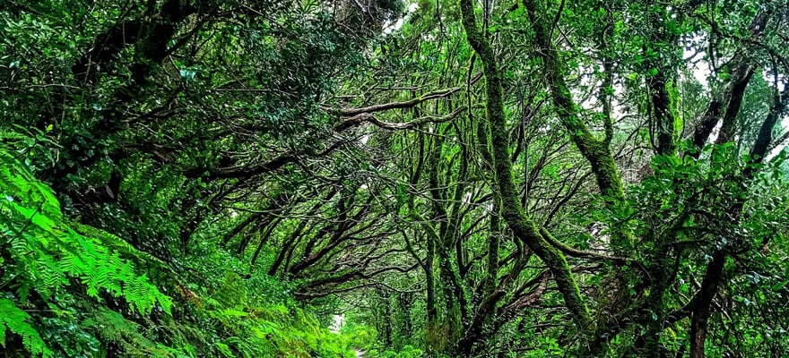 The BEST Anaga Rural Park Nature & adventure 2024 - FREE Cancellation ...
