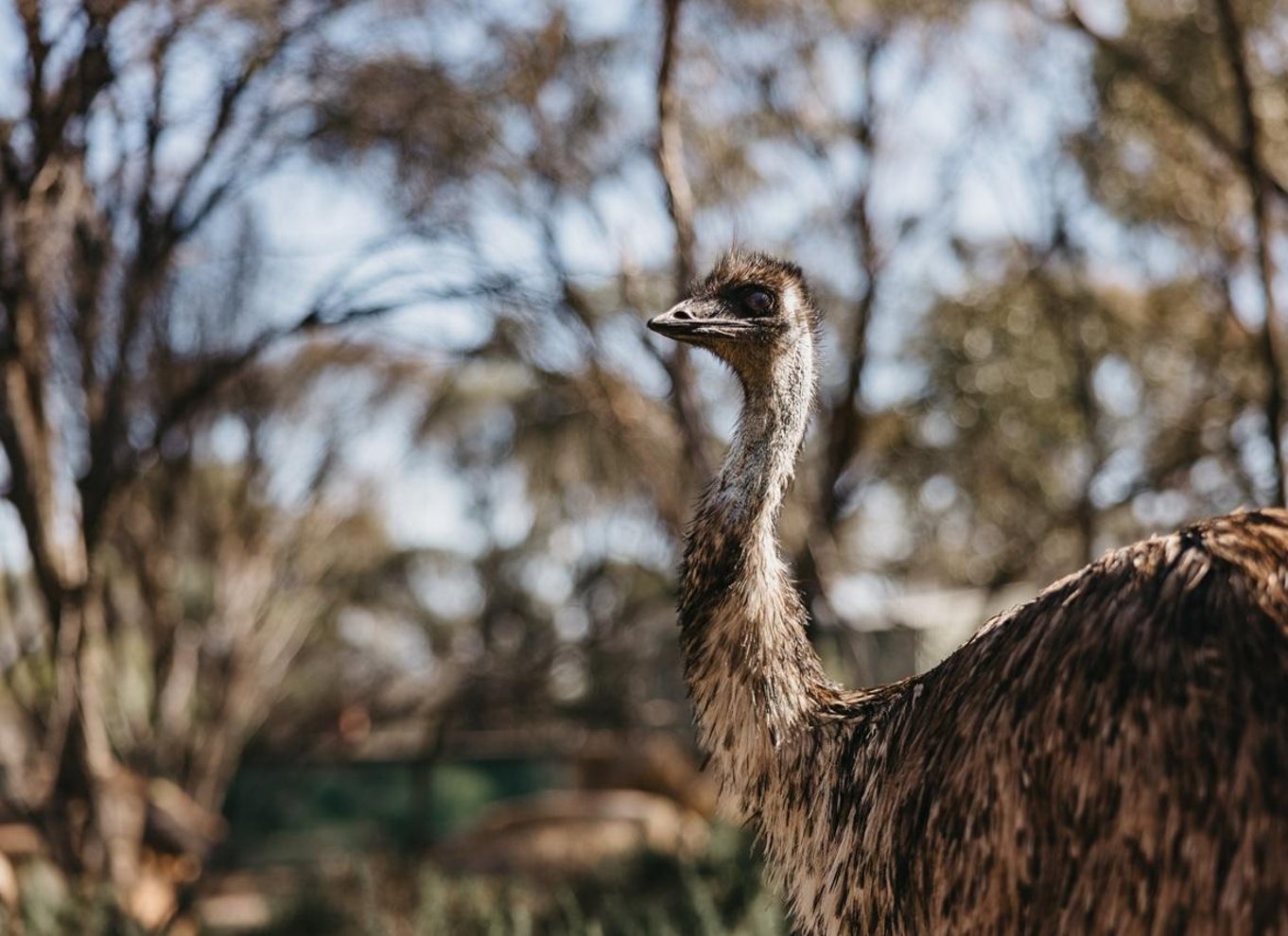 Fra Perth: Wave Rock, York og en kulturel tur med aboriginere