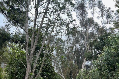 Discover Santa Monica’s Hidden Stairways & Canyon Paths