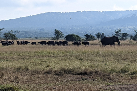 Kigali : Safari d&#039;une journée dans le parc national de l&#039;AkageraExcursion dans le parc national de l&#039;Akagera