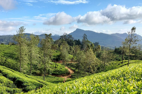 Sri Lanka: 12-dagars naturskön äventyrsresa