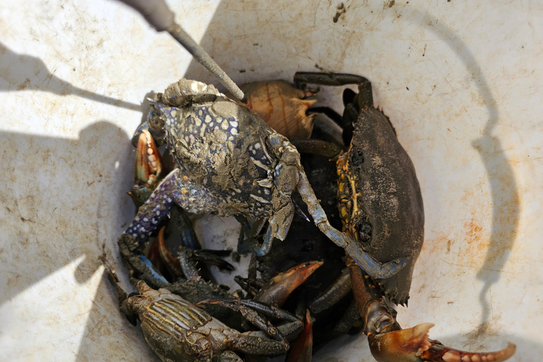 Daintree, Krokodil-Kreuzfahrt & Aborigine-Strand & Fisch-Tour