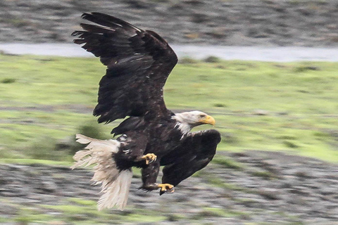 From Juneau: Pack Creek Bear Viewing Adventure Private Pack Creek Bear Viewing Adventure