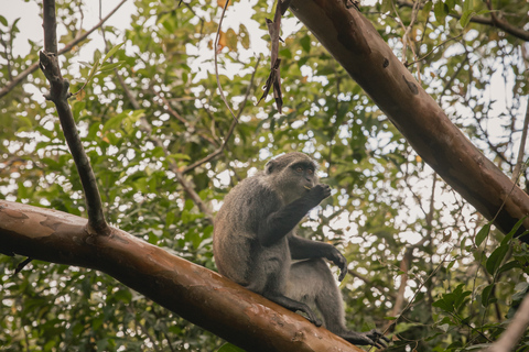 Jozani Forest Monkeys & Salaam Cave Turtles with Lunch