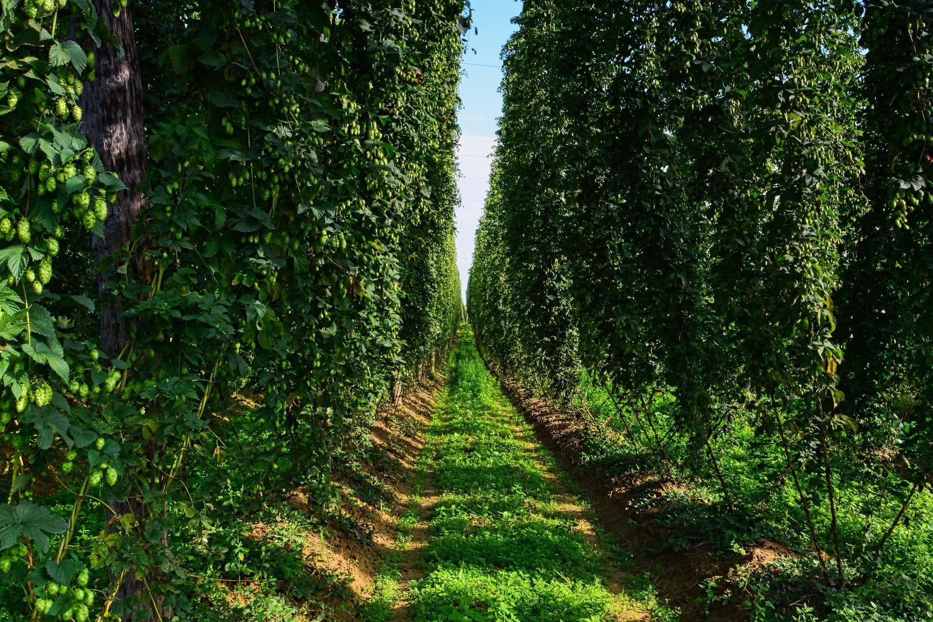 Hopfenerlebnis Hallertau - intensiv