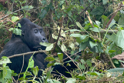 3-Daagse Congo (DRC) Lowland Gorilla Tracking vanuit Rwanda