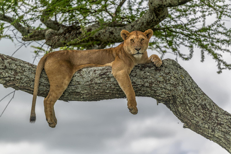 Le meilleur safari de 7 jours pour la migration des gnous du Serengeti