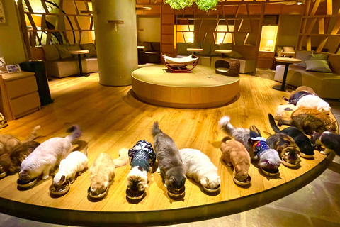 Tokyo: Gotokuji Cat Temple, Shinjuku Cat Cafe & 3D Cat Tour