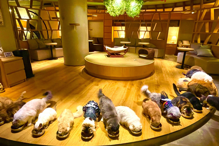 Tokyo: Gotokuji Cat Temple, Shinjuku Cat Cafe & 3D Cat Tour