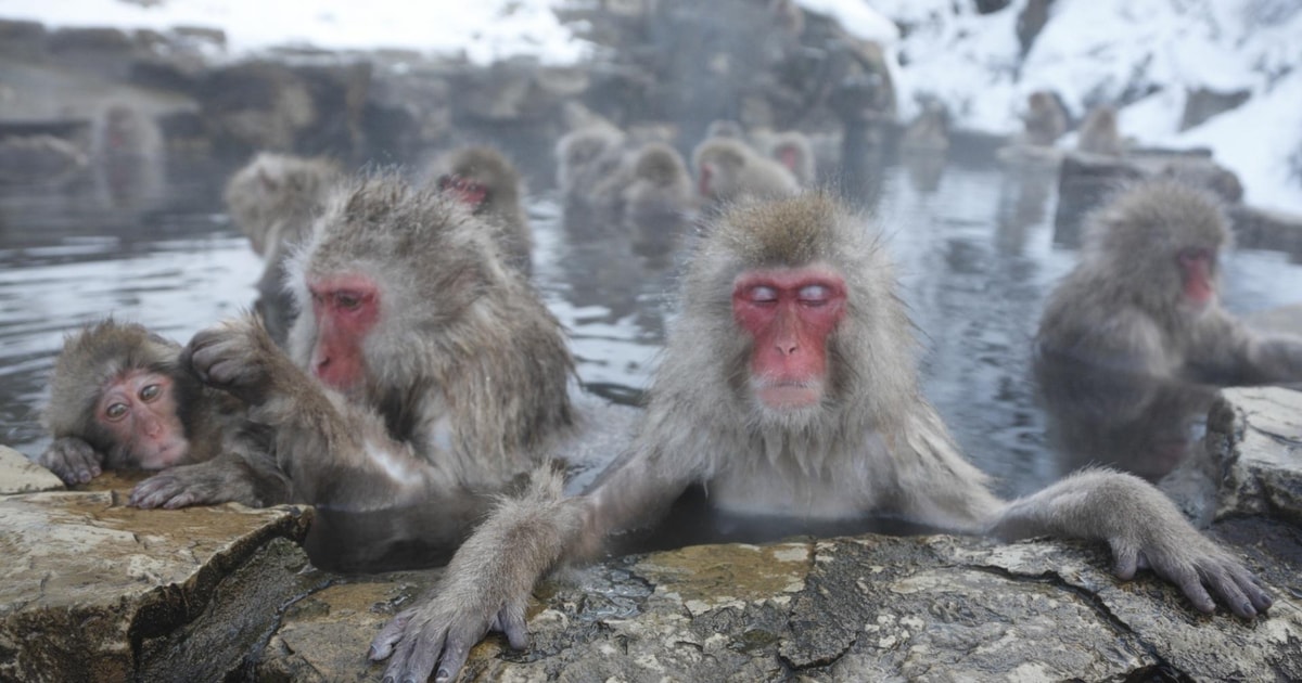 Transferts privés entre Tokyo et Snow Monkey Park | GetYourGuide