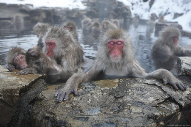 Visit Private Transfers between Tokyo and Snow Monkey Park in Nagano