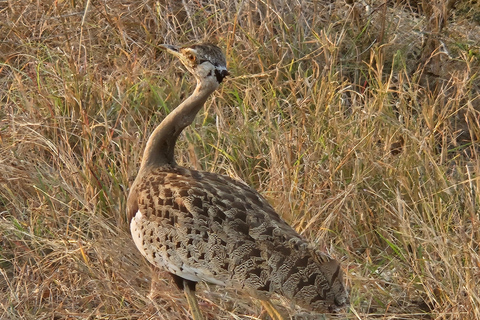 Prywatna wycieczka safari: Park Narodowy Pilansberg Big 5