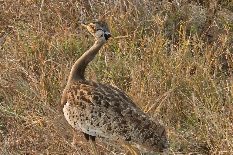 Tour particular de safári: Parque Nacional de Pilansberg Big 5