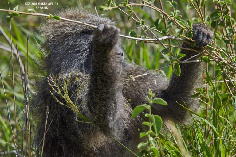 2 Tage Tarangire Park &amp; Ngorongoro Krater Tour