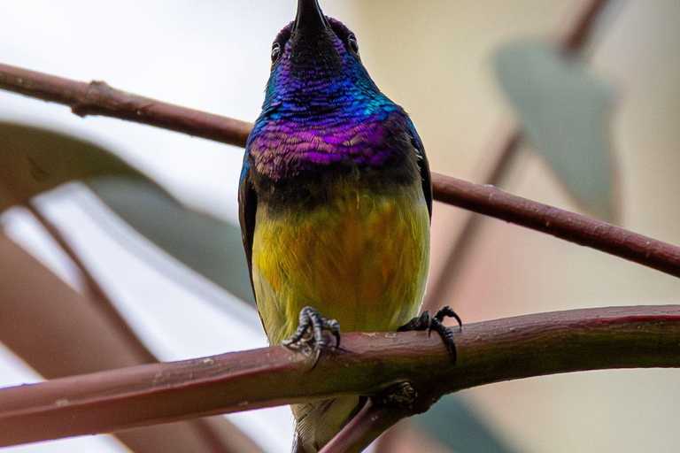 Kigali: 5-Day Birdwatching Tour Across Rwanda