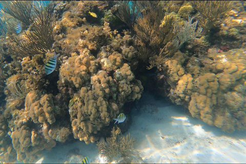 Grand Cayman: Catamaran Cruise with Stingray City & Snorkel