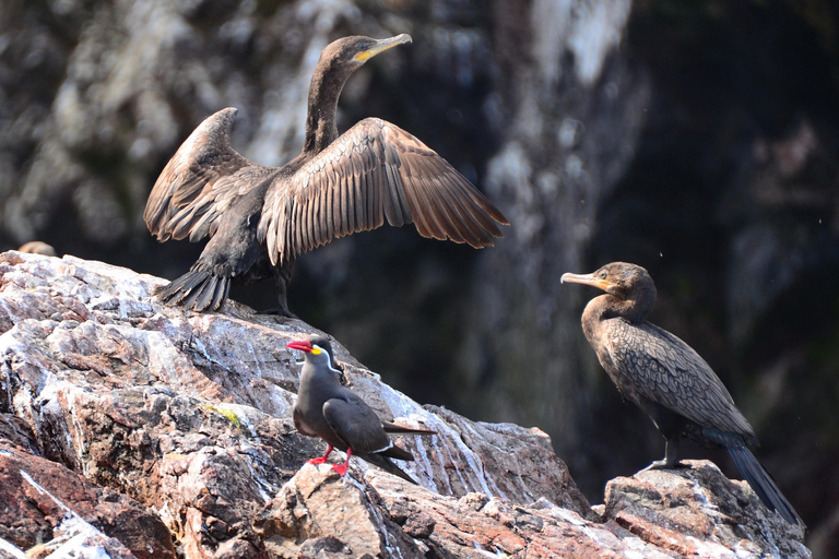 Paracas: Ballestas Islands Boat Tour & Mini Buggy Ride