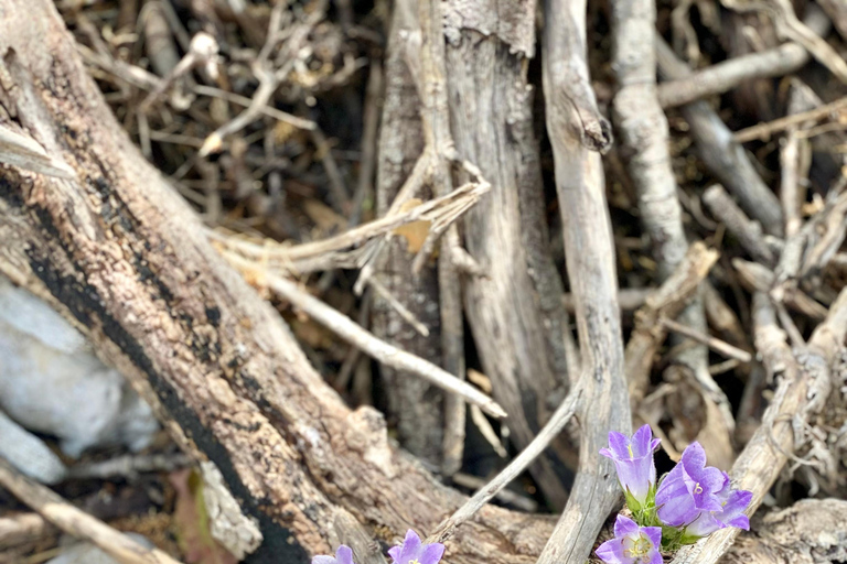 Creta: Tour guiado de senderismo por el Cañón de Kritsa