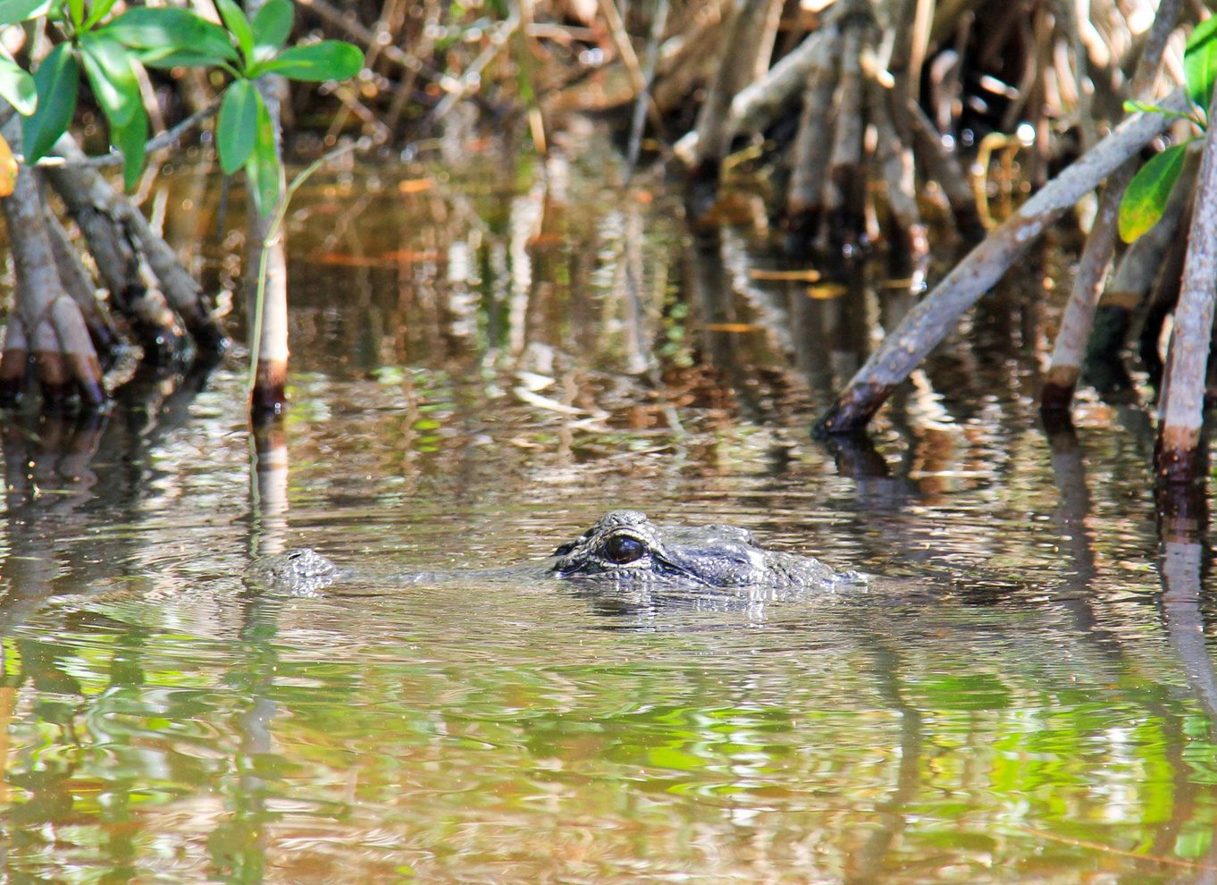 Everglades: Mangrove Maze Airboat Tour og Boardwalk