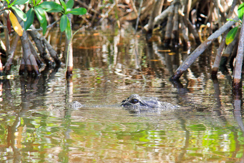 Everglades: Mangrove Maze Airboat Tour and Boardwalk Everglades: Airboat Tour, Buggy Tour, and Boardwalk