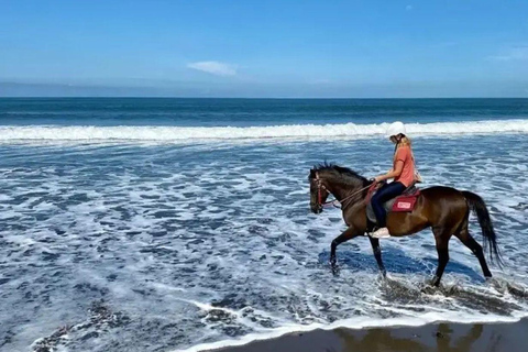 Bali: Saba Beach Horse Riding and Wine Tasting Tour Horse Riding 60 Minute meet in Our location