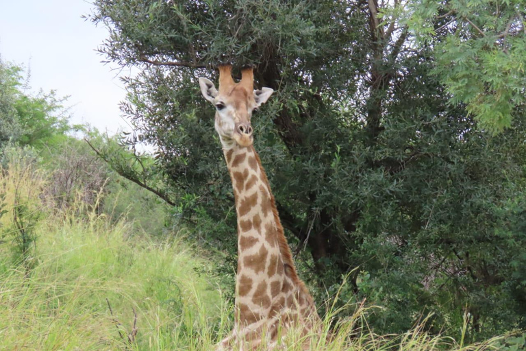 Johannesburg: Dinokeng Game Reserve Safari with Pickup