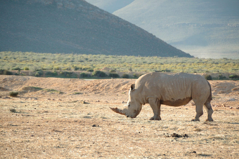 Safari dans la réserve de Big5 Aquila avec déjeuner et dégustation