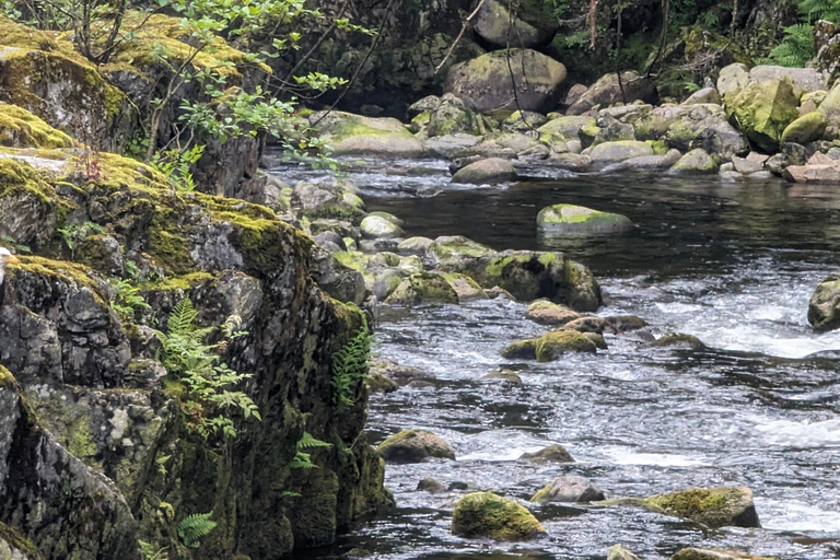 Grouse Mnt+StanleyPark+Hatchery+Cleveland Dam+LynnCanyonTOUR Shared Tour
