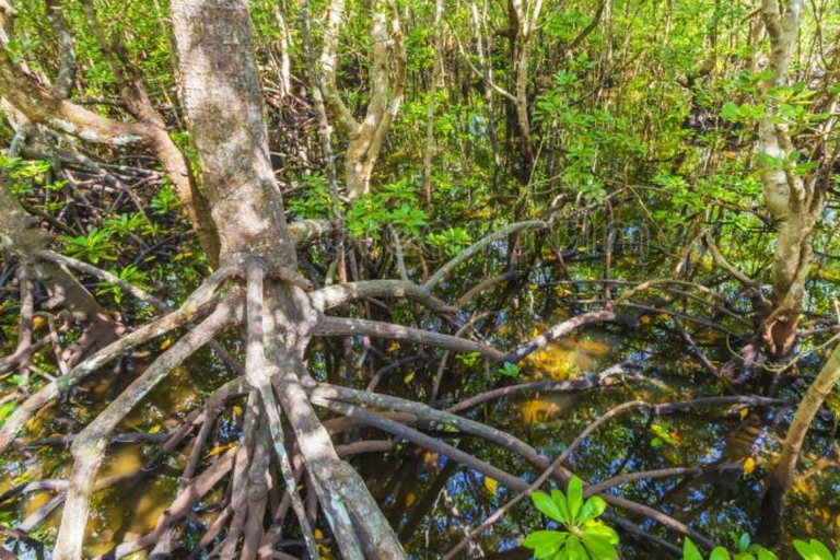 Zanzibar: Jozani Forest, Spice Farm & Stone Town Full-Day. TOUR WITH HOTEL TRANSFER PICKUP AND DROP